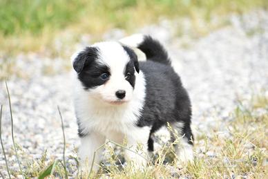 Cuccioli di border collie