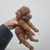 Cuccioli barboncini red mini toy 3 mesi