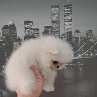 Cuccioli di spitz pomerania con pedigree