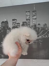 Cuccioli di spitz pomerania con pedigree