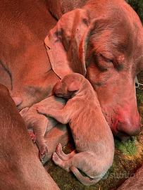 Cuccioli weimar 2026