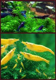 Gamberetti Neocaridine Yellow-Neon e Blue-Dream