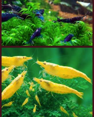 Gamberetti Neocaridine Yellow-Neon e Blue-Dream