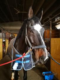 Cavallo in mezza fida o terzo di fida