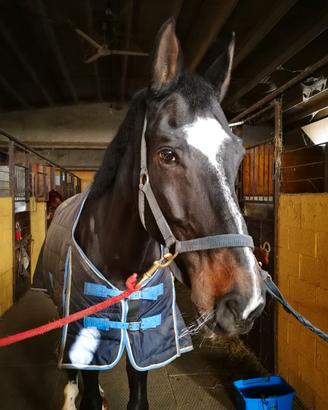 Cavallo in mezza fida o terzo di fida