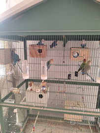 Inseparabili con calopsite