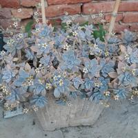 graptopetalum paraguayense 