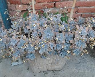 graptopetalum paraguayense 