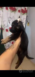 Cucciolo di pastore tedesco