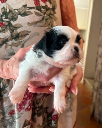 Cucciolo Shitzu maschio (Rio)