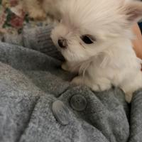 Cucciolo di maltese