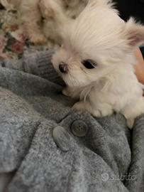 Cucciolo di maltese