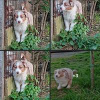 Cuccioli Australian Shepherd con Pedigree