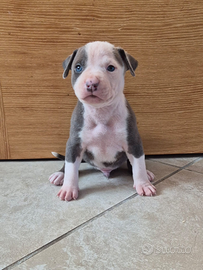 Cuccioli Pitbull anche blue vari colore