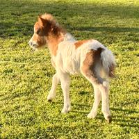 Mini pony falabella e miniature horses