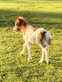 Mini pony falabella e miniature horses