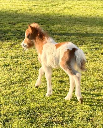 Mini pony falabella e miniature horses