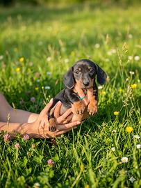 Cuccioli bassotto kaninchen