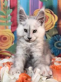 LEGGERE TUTTO SOTTO Maine Coon PREZZO ALTISSIMO