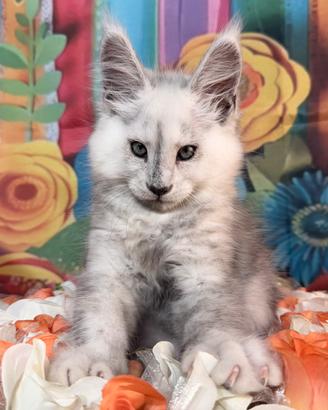LEGGERE TUTTO SOTTO Maine Coon PREZZO ALTISSIMO
