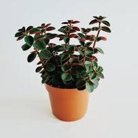 Peperomia verticillata pianta