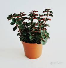 Peperomia verticillata pianta