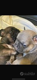 Bulldog Francese