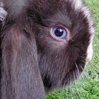 Coniglio ariete nano mini lop