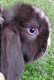 Coniglio ariete nano mini lop