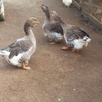 Oche di Tolosa selezione industriale (gruppo di 3)