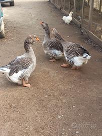 Oche di Tolosa selezione industriale (gruppo di 3)