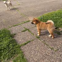 Shiba Inu rosso con il Pedigree Italiano