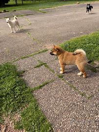 Shiba Inu rosso con il Pedigree Italiano