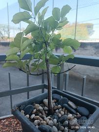 Bonsai Frassino 