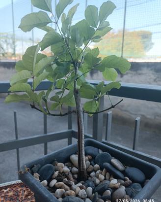 Bonsai Frassino 