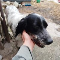 Setter inglese femmina