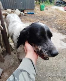 Setter inglese femmina