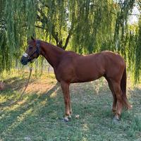 Splendido Quarter Horse