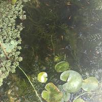 Medaka e macropodus opercularis per laghetto