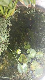 Medaka e macropodus opercularis per laghetto