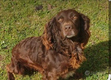 Spaniel tedesco
