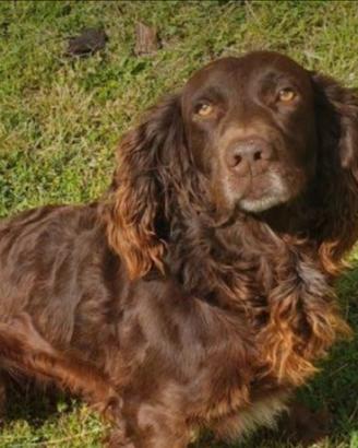 Spaniel tedesco
