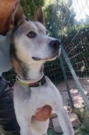 Mix Husky. Cane adulto 5 anni Magnifico. T. Media