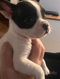 Cucciolo bulldog francese