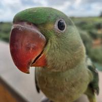 Pappagallo Grande alessandrino