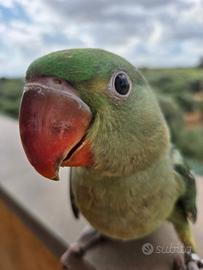 Pappagallo Grande alessandrino