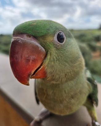 Pappagallo Grande alessandrino