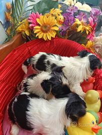 Biewer Terrier---Yorkshire Molto Piccoli