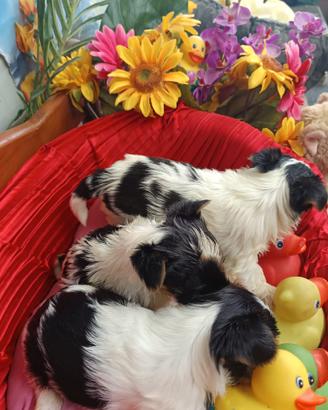 Biewer Terrier---Yorkshire Molto Piccoli