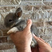 Coniglietti nani testa di leone